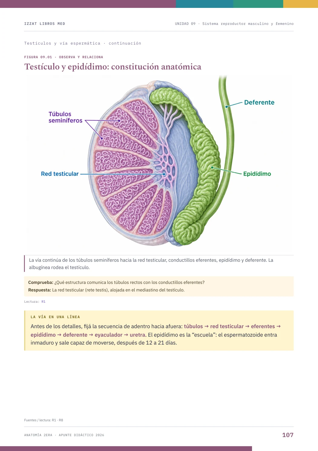 Página real seleccionada de Anatomía 2ª ERA