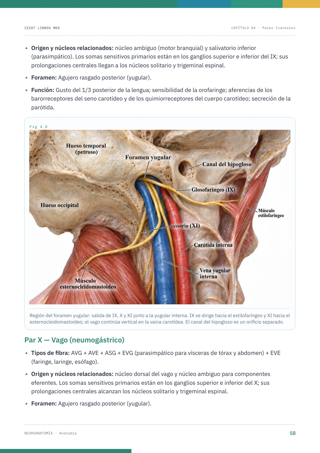 Página real seleccionada de Apunte NeuroAnatomía
