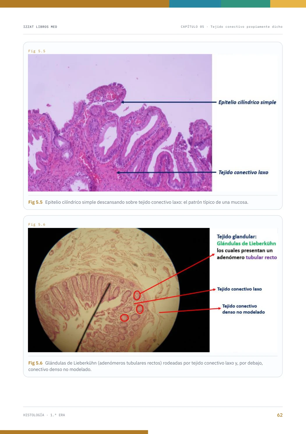 Página real seleccionada de Histología 1ª ERA