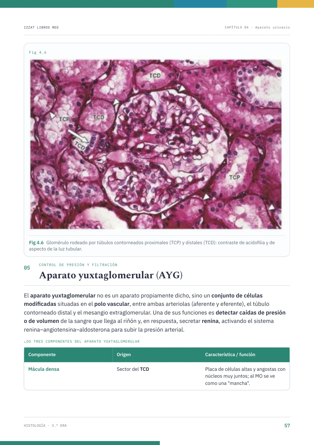 Página real seleccionada de Histología 3ª ERA