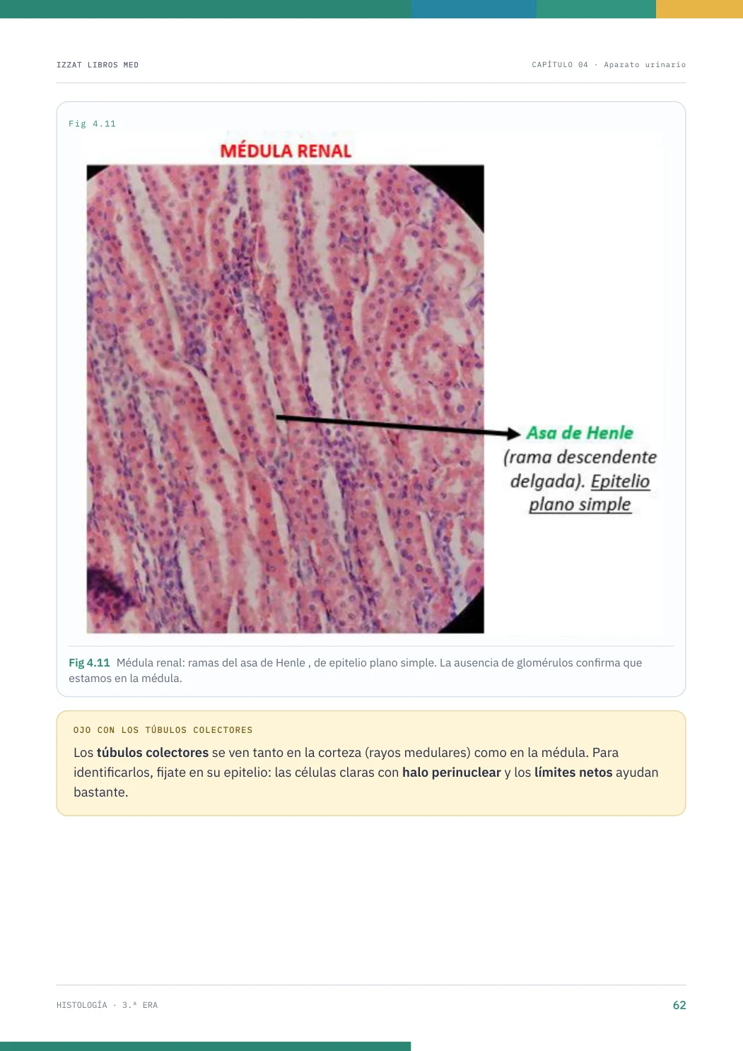 Página real seleccionada de Histología 3ª ERA