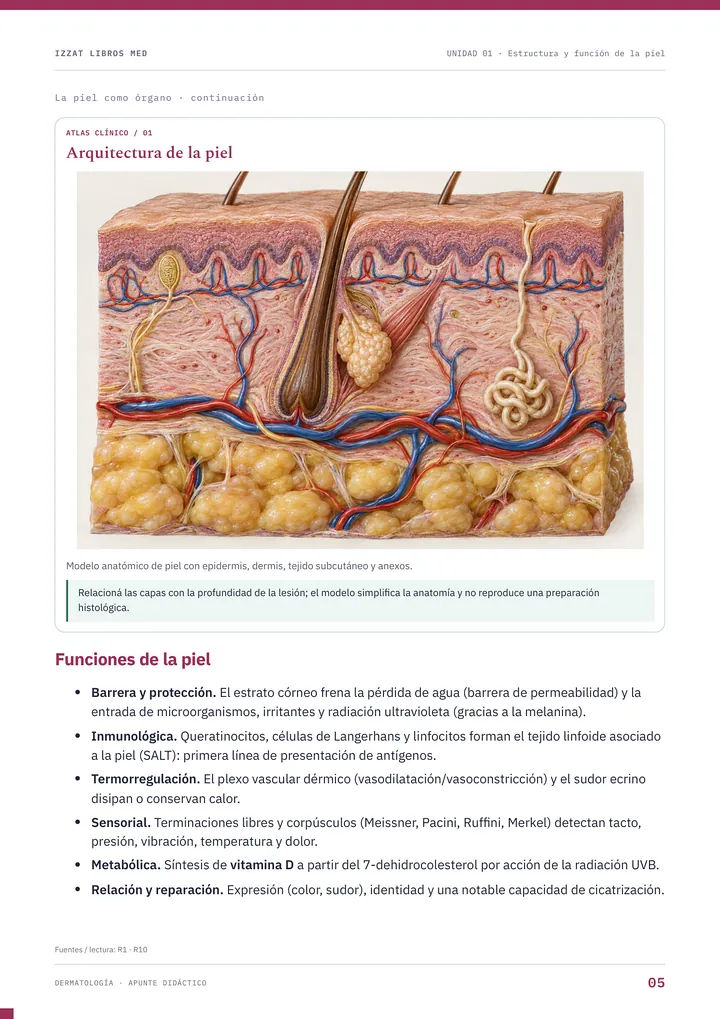 Página del apunte de Dermatología: arquitectura de la piel