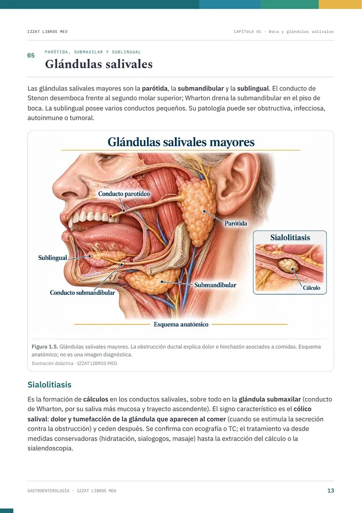 Página del apunte de Gastroenterología: glándulas salivales