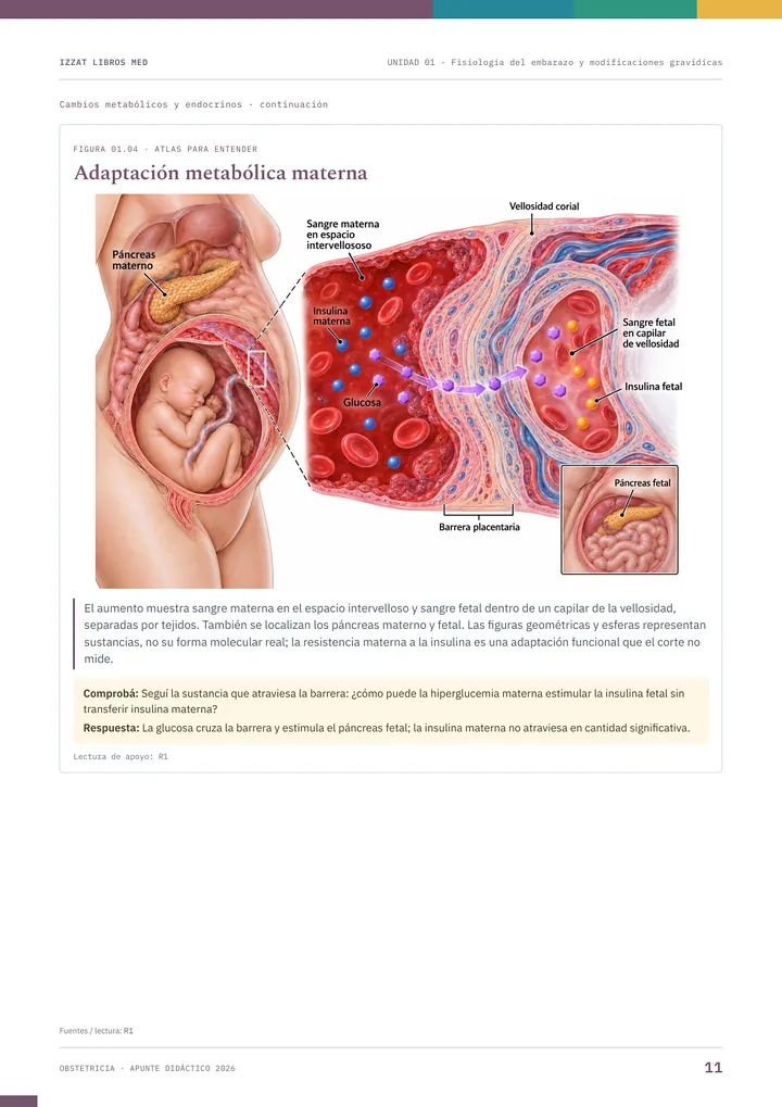 Página del apunte de Obstetricia: adaptación metabólica materna