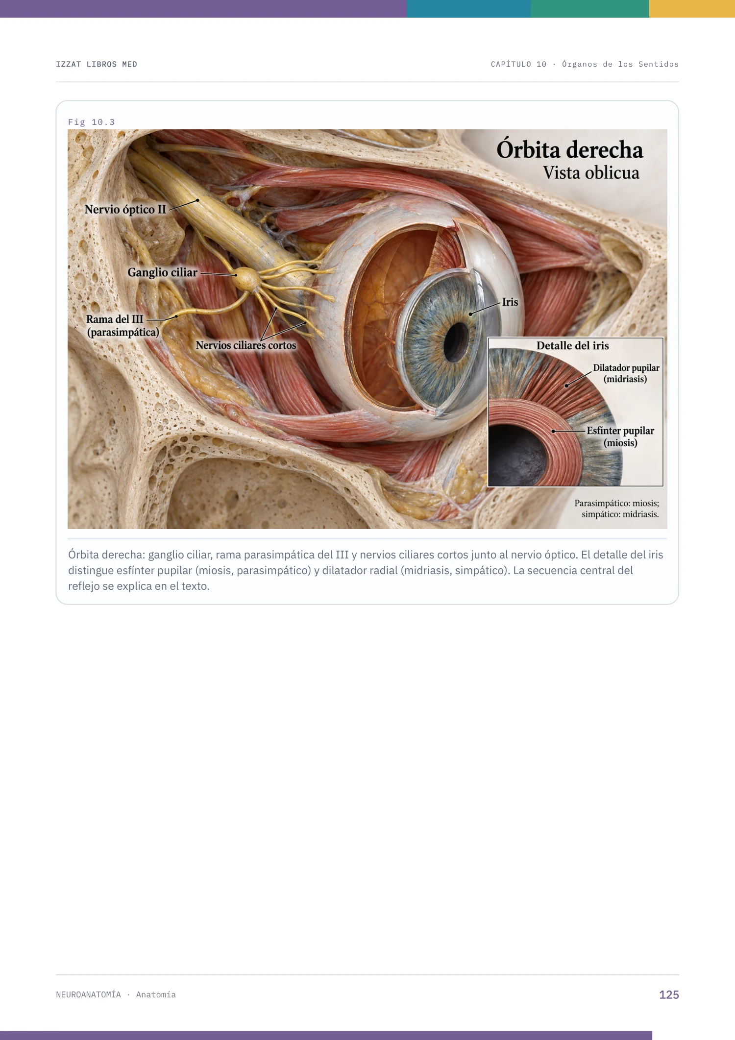 Página real 125: anatomía de la órbita