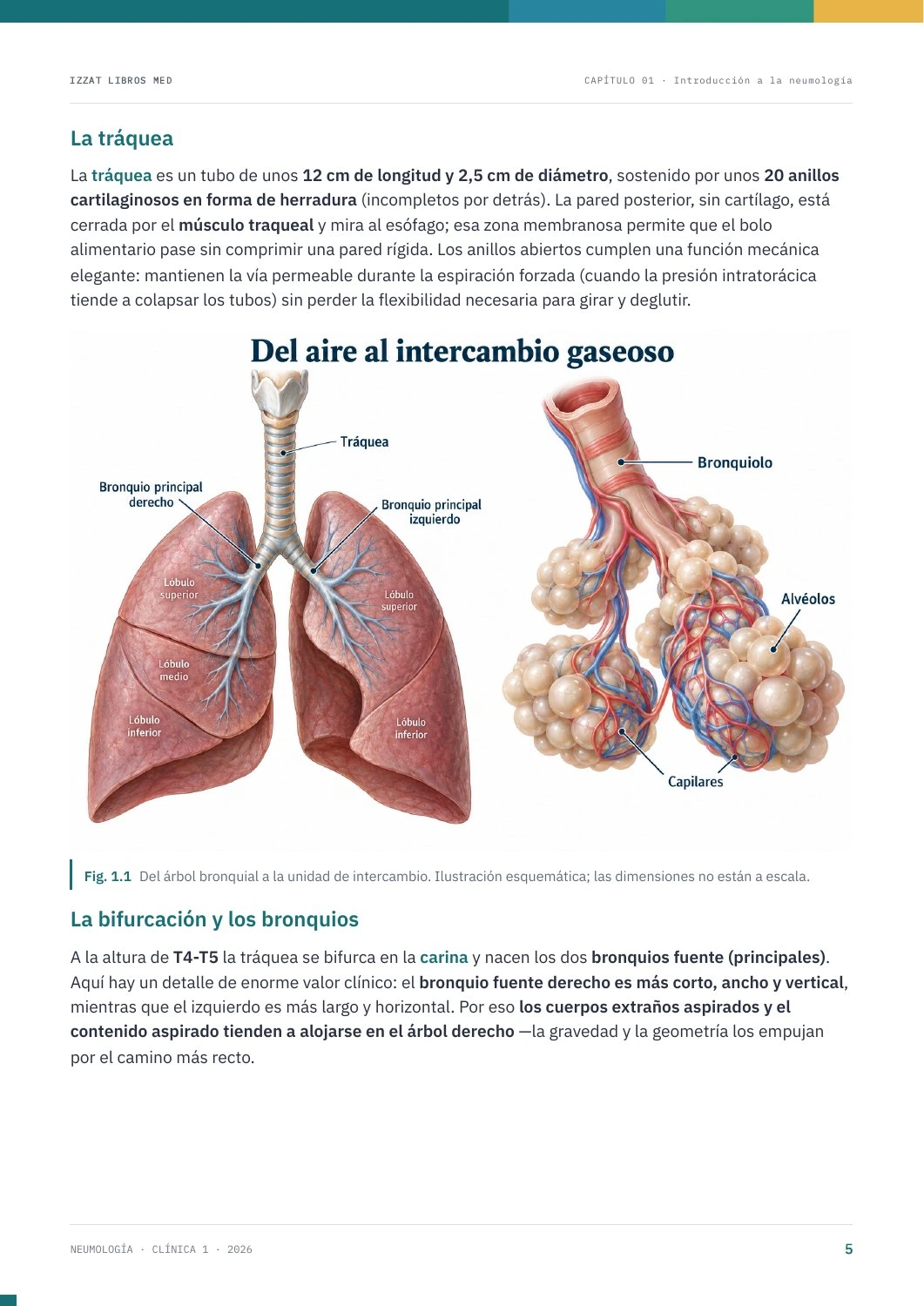Página real de Neumología