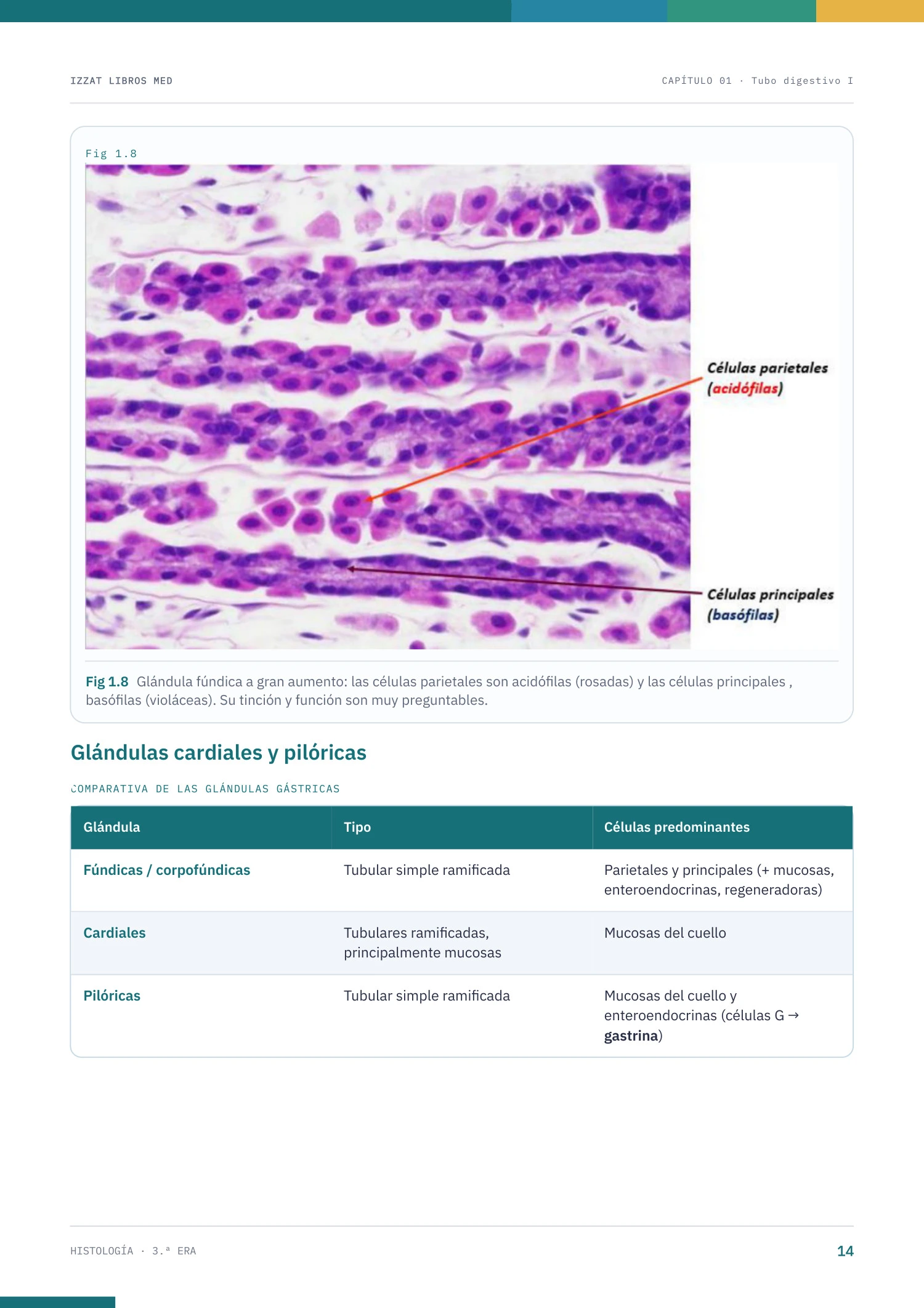 Página real de Histología 3ª ERA